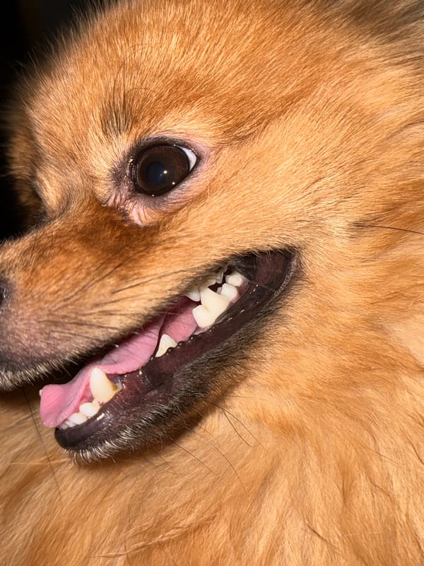 Evening at home with Pomeranian dog in Khimki, Russia