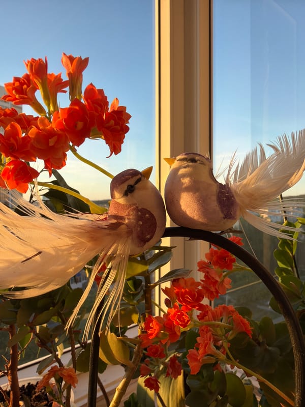 Domestic moments and sunset cityscape captured during afternoon hours