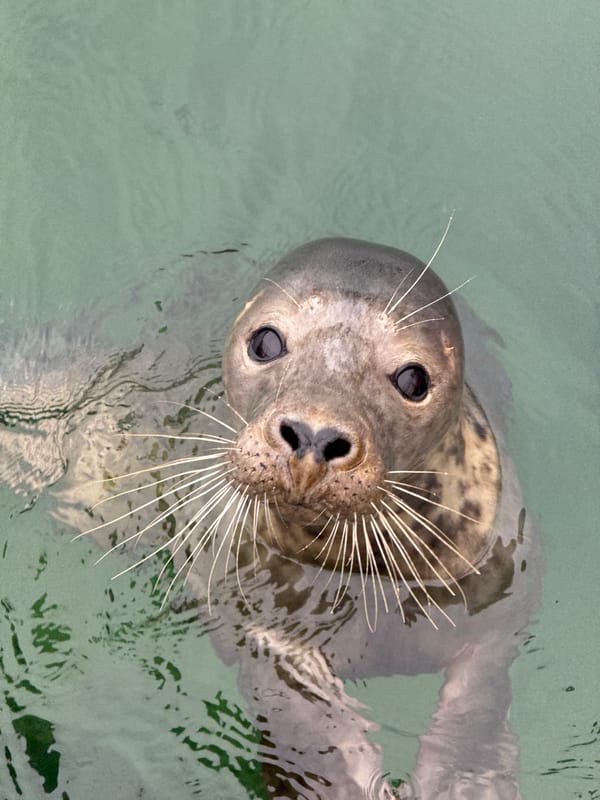 Seals, sculptures, and sea cliffs along Santander's rocky waterfront