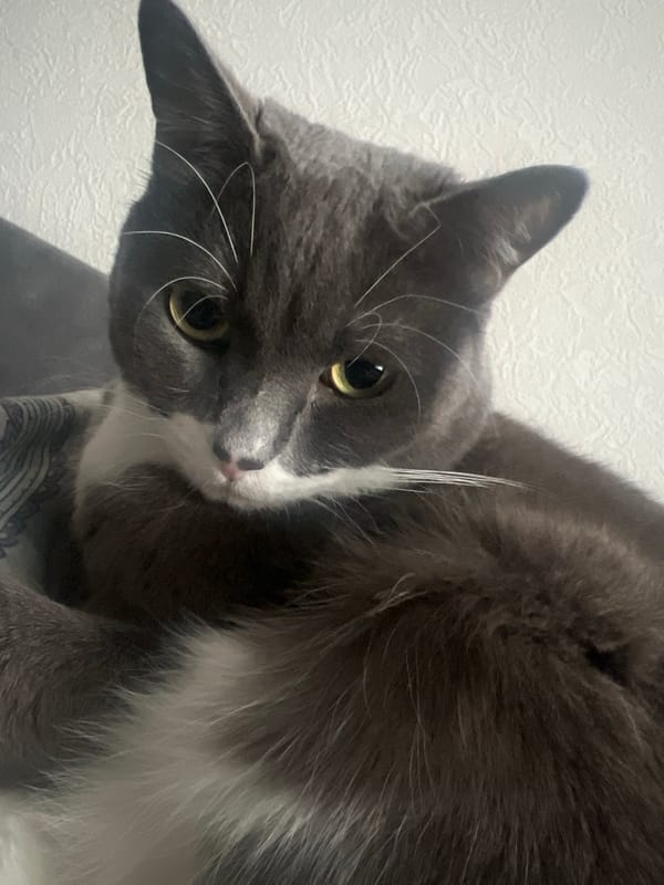 Cat photographed gazing intently at camera in Tyumen