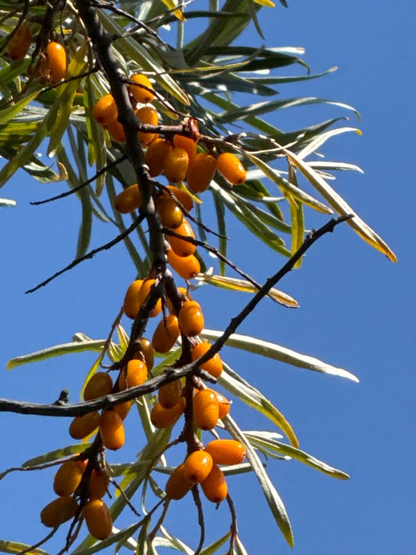 Sea buckthorn berries cluster on branches under a clear blue sky