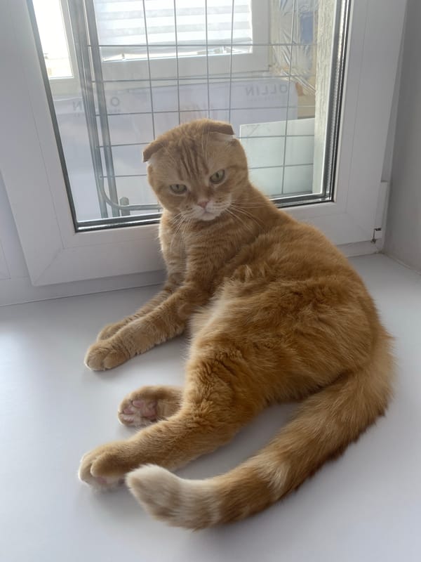 Morning domestic moments captured in Tyumen: cat, educational globe