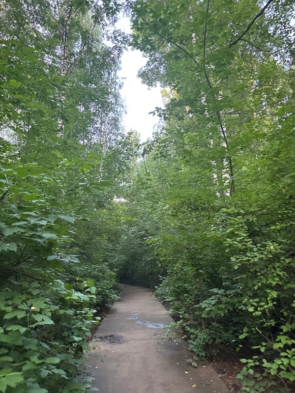 Strolling the forest paths of Chaikovsky on a summer afternoon