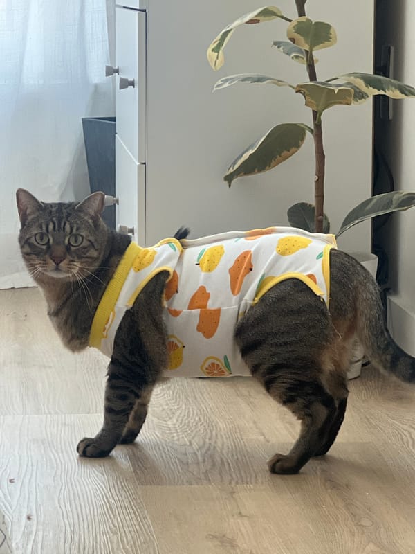 Tabby cat photographed in costume at New York residence