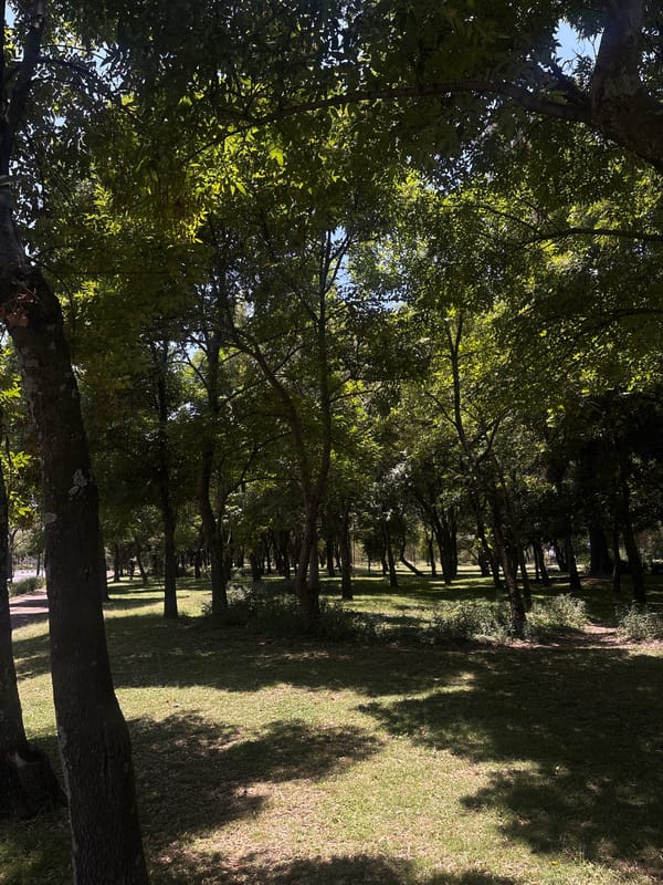 Quiet park moments captured in Mexico City evening