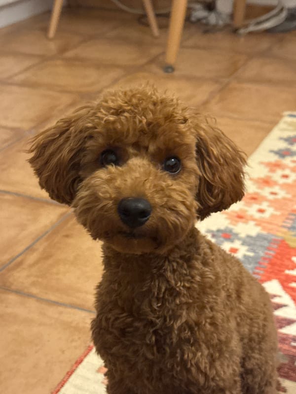 A poodle and Orthodox icons inside a Sutomore home