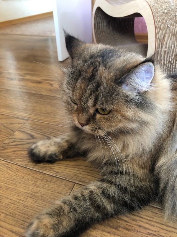 Cats resting, lounging, and napping across cozy indoor spaces