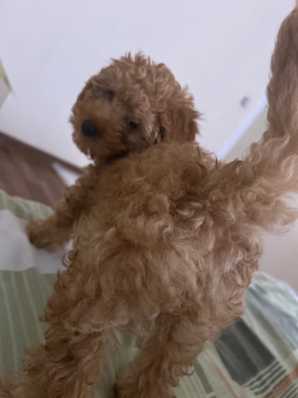 Brown poodle spotted relaxing in bedroom during morning hours