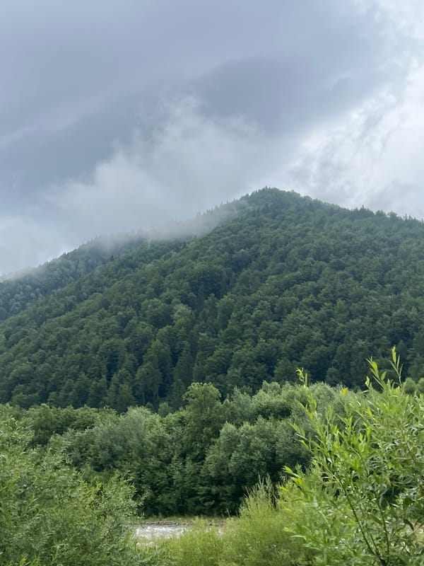 Lush Carpathian forest scenery in Ust-Chorna, Ukraine