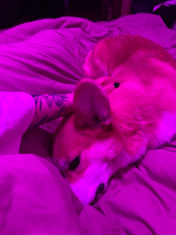 Corgi enjoys bedtime attention from tattooed owner in Krasnoyarsk
