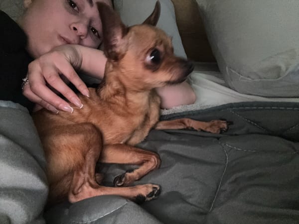 Person cuddles small dog in bed in Yambol