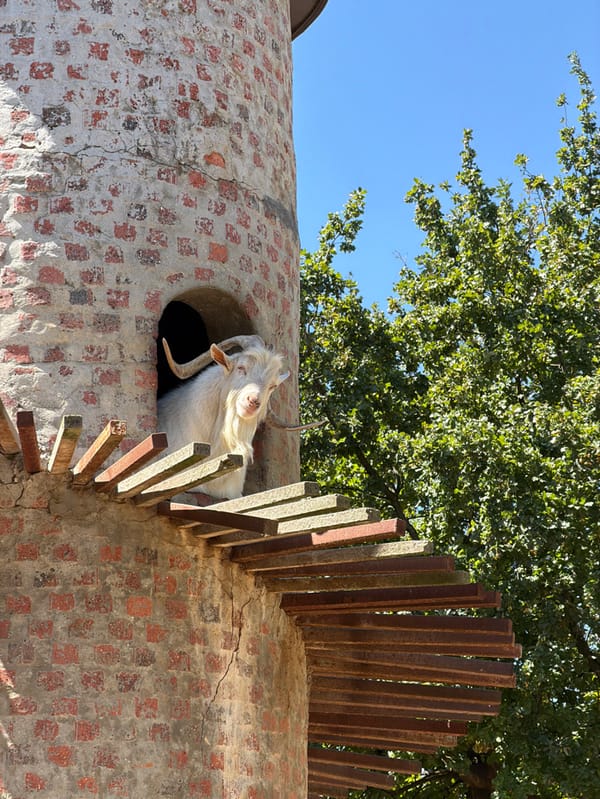 Visitor documents wine tour at Fairview winery in South Africa