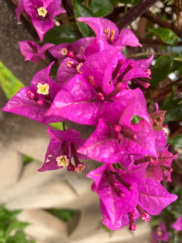 Pink bougainvillea flowers photographed blooming in Alanya, Turkey