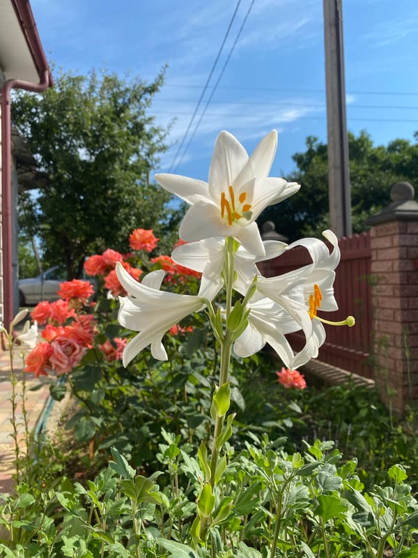 White lilies and coral roses blooming in close detail