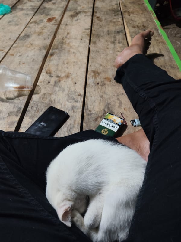 A patchy white cat naps and eats in Dayahbaro
