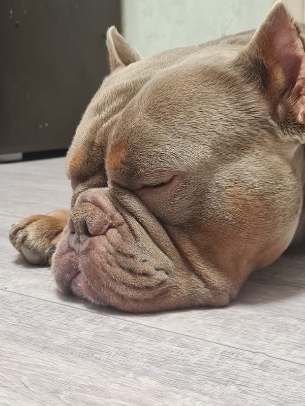 Bulldog naps and relaxes on a wooden floor at home