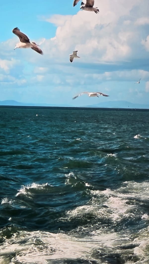 Wide-ranging nature and landscape scenes tagged to Batumi, Georgia