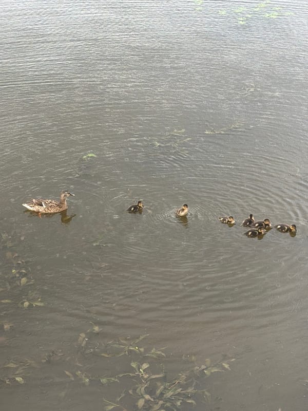 Fisherman casts line as duck family swims in Votkinsk