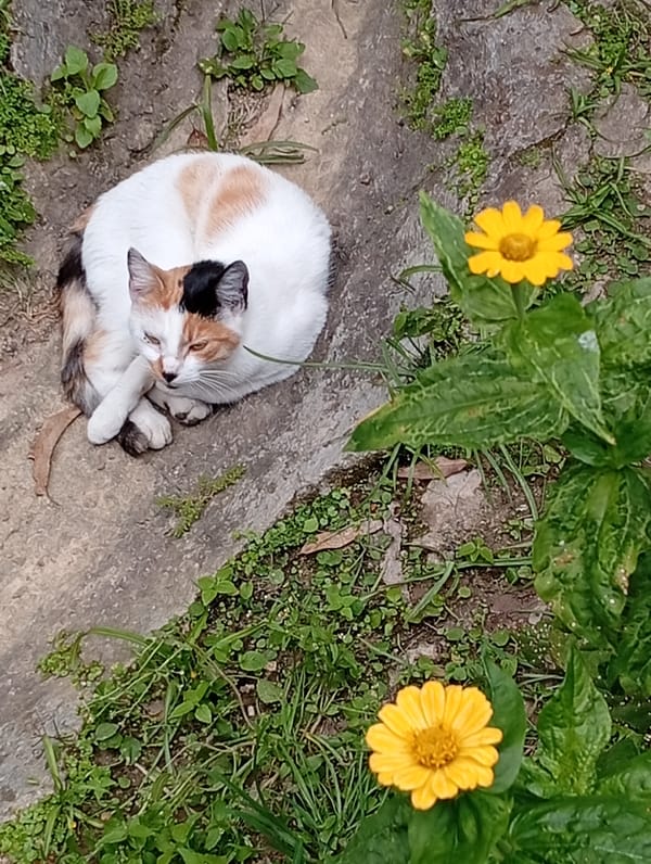 Calico cat relaxes and grooms outdoors in San Antonio de Los Altos