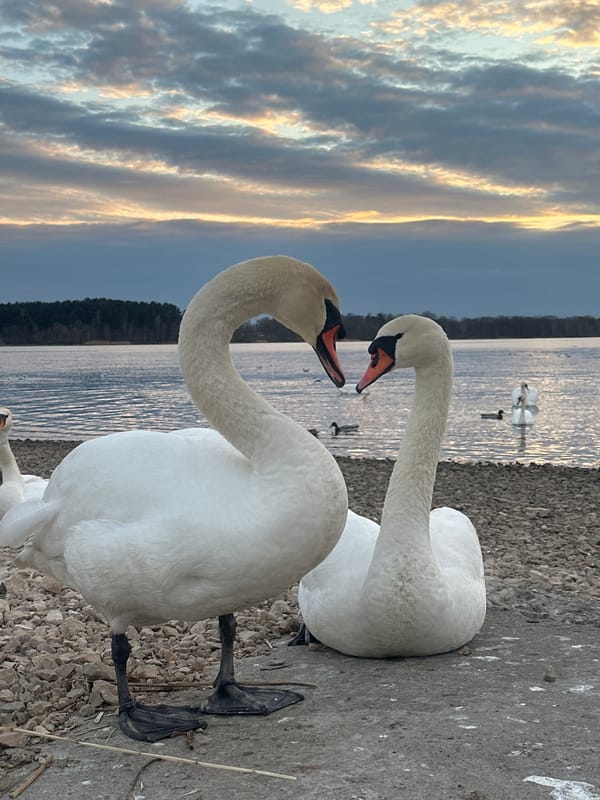 Swans gather along Daugava River in Riga during evening hours