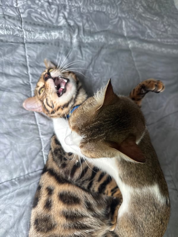 Two cats doing cat things on a sunny Rawai morning