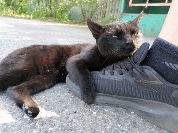 Black cat spends afternoon lounging on asphalt, befriending pedestrian