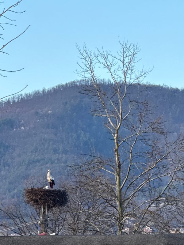 Stork spotted nesting on utility pole in Bulgarian village
