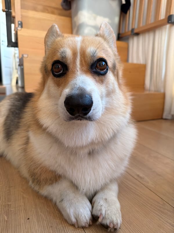 Golden hour at home with lavender and a corgi