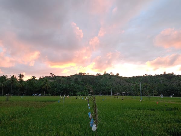 Rural farmland and grassland scenes documented during afternoon hours