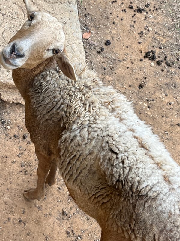 Rural livestock and flora observed in Tinaquillo, Venezuela