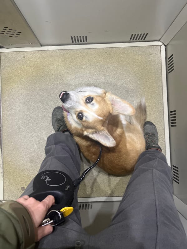 Corgi spotted in elevator and outdoors in Novosibirsk