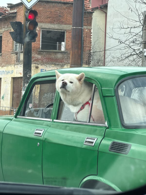 Dog spotted leaning from car window in Yambol, Bulgaria