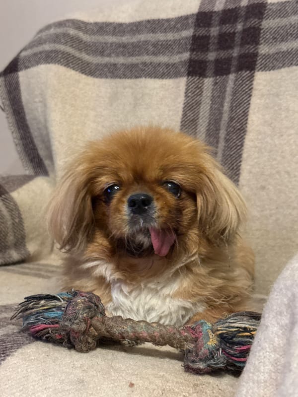 Woman and Pekingese share playful moments in Pleven home