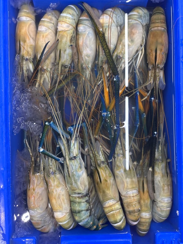 Fresh seafood displayed in containers at Thep Krasatti market