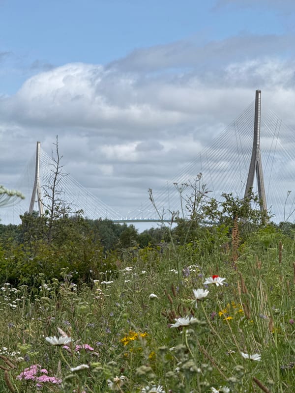 Pont de Normandie bridge photographed from wildflower meadow, Honfleur