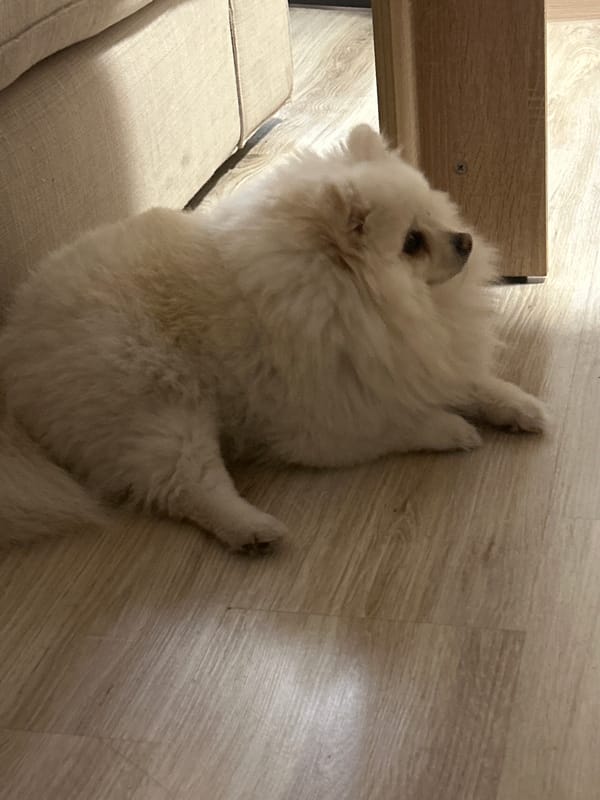 Pomeranian and kitten resting at home in Varna