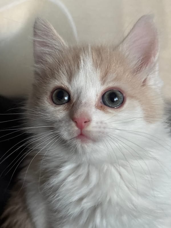 Kitten photographed being held in Perm, Russia