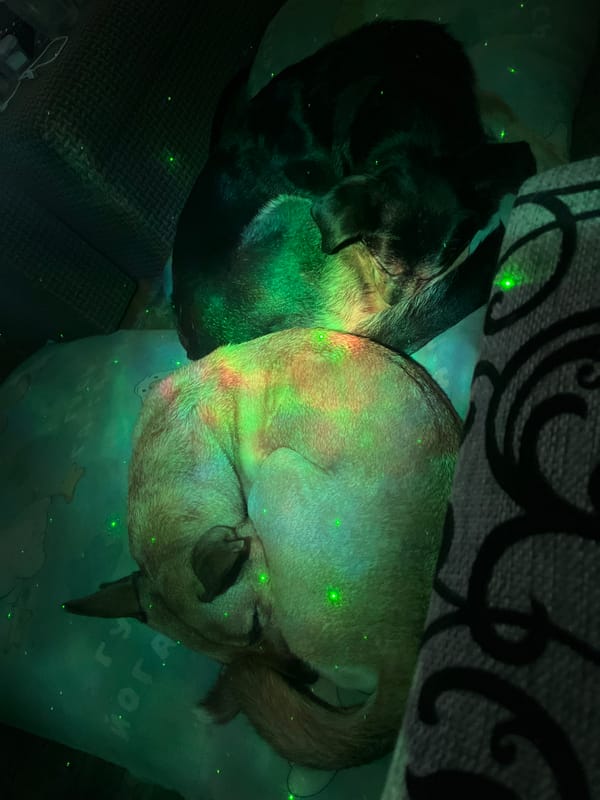 Pets rest under colorful laser lights in Russian home