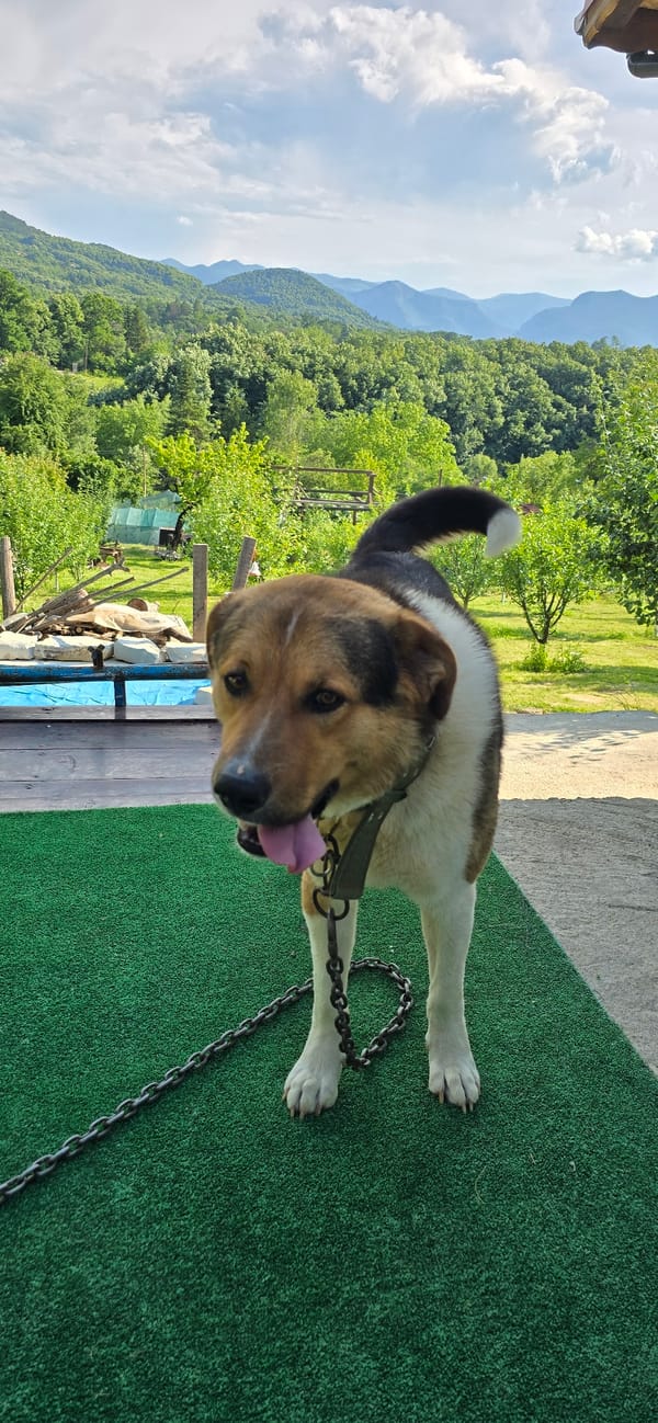Daily life moments captured in Vratsa: dogs, cherries, motorcycle