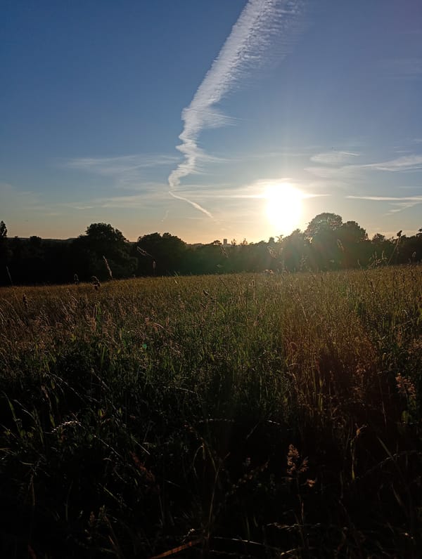 Golden hour sunlight illuminates grassy field in London