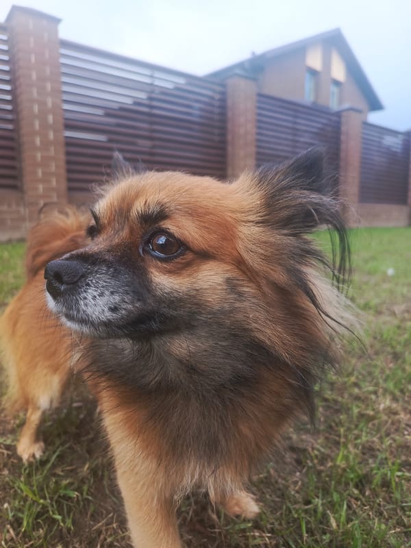 Dog spotted near calm waters in Chaikovsky park area