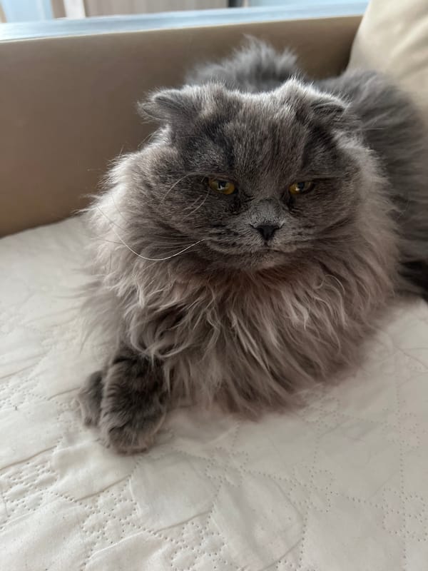 Grey cat photographed with owner on bed in Tyumen