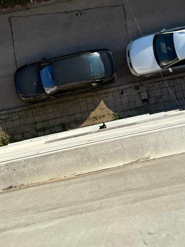 Black cat spotted in early morning Vratsa street scene