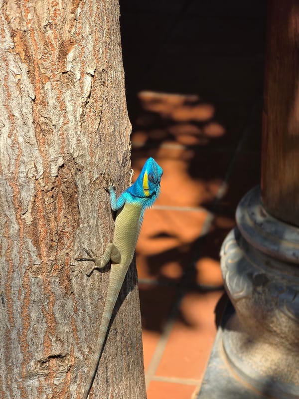 Blue-headed lizard spotted on tree branches in Mũi Né