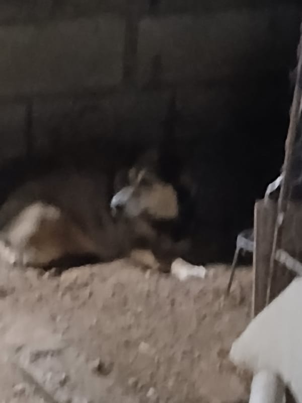 Animals, plants, and quiet night life on a rural Venezuelan property