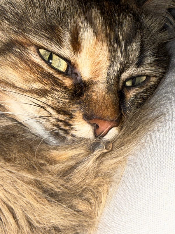 Tabby cat observed resting in Votkinsk home