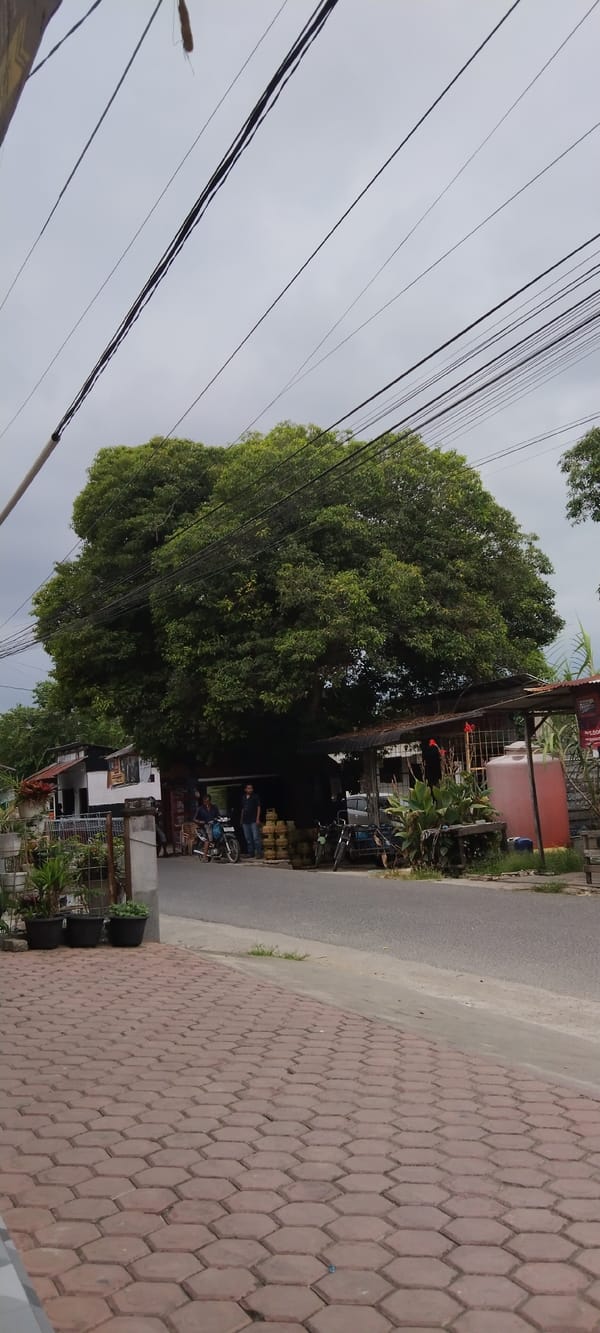 Tree and power lines observed on Indonesian street