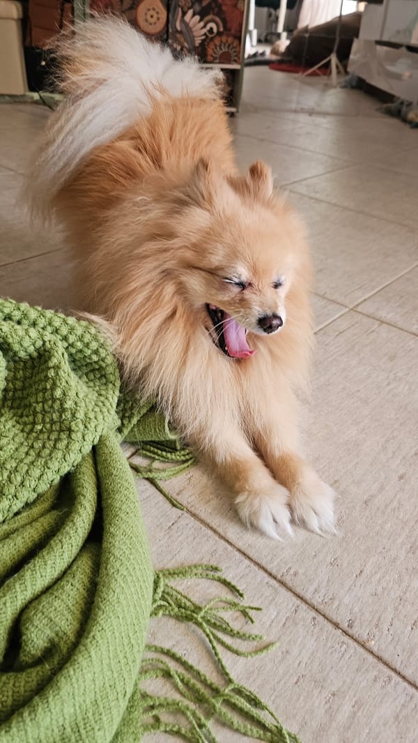 Lazy morning with Pomeranians and tropical garden details in Koh Samui