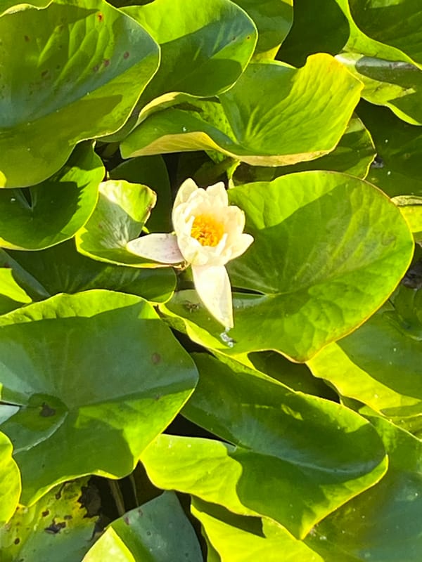 Water lilies and ducklings at Dnipro's botanical garden pond