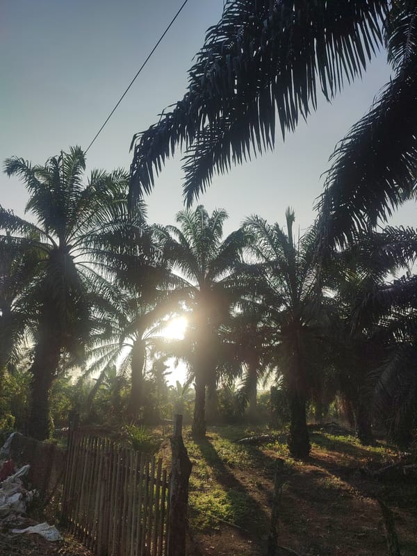 Morning sun illuminates palm plantations in rural Indonesia